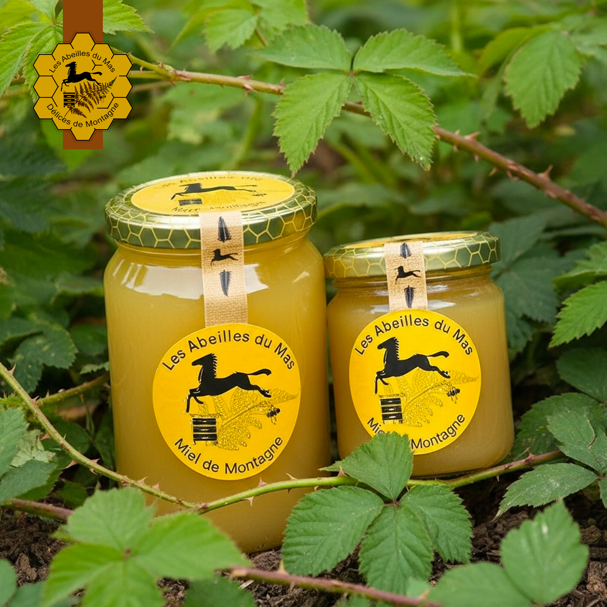 Miel de Mûre Sauvage